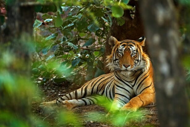 Best National Parks for Wildlife Viewing and Photography