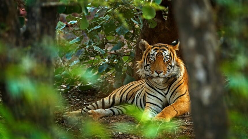 Best National Parks for Wildlife Viewing and Photography